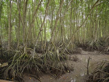 引き潮時のマングローブ林の様子1